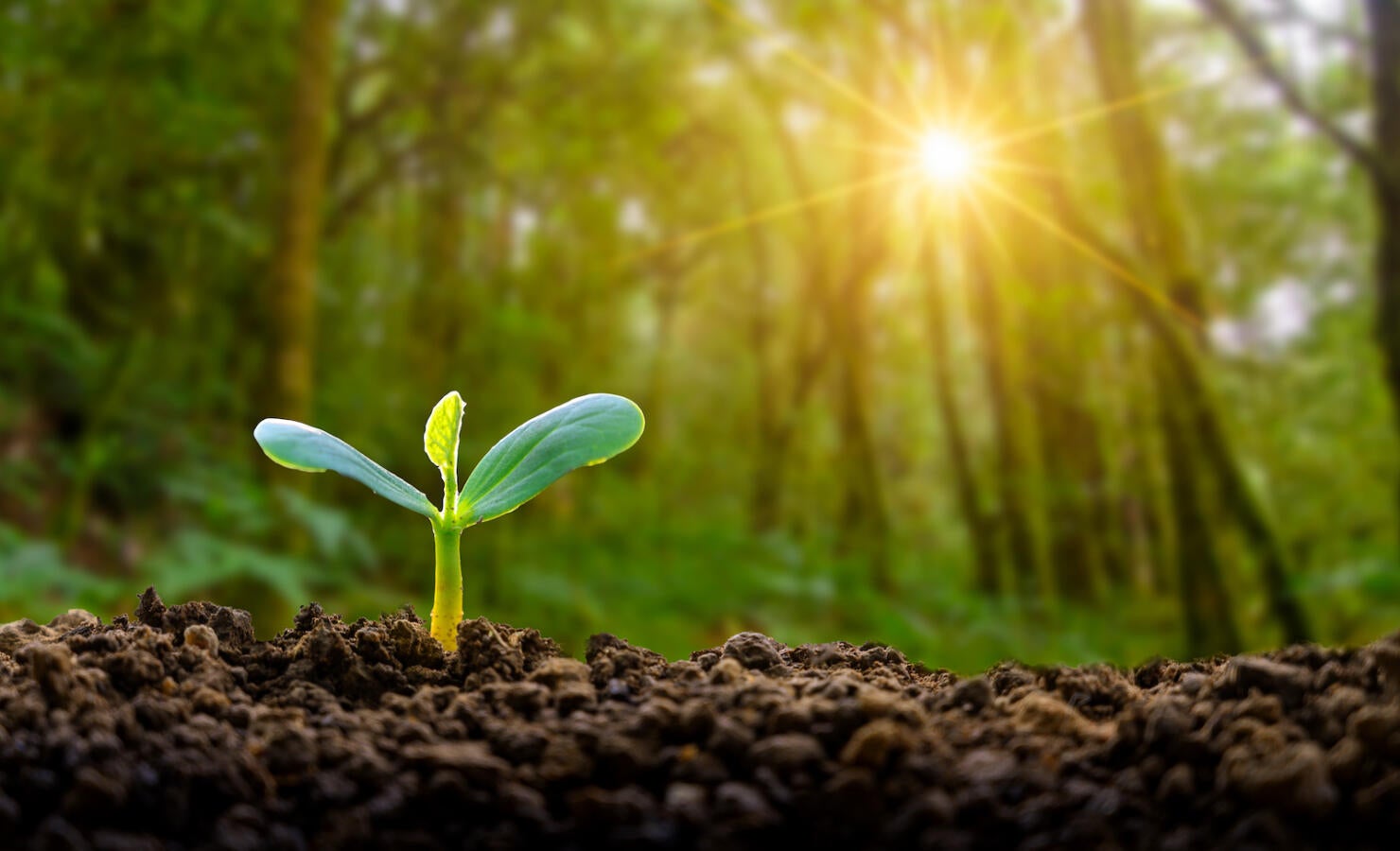 Planting seedlings young plant in the morning light on nature background